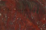 Polished Stromatolite (Collenia) - Minnesota #155575-1